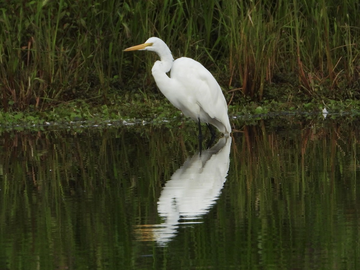 Great Egret - ML622944094