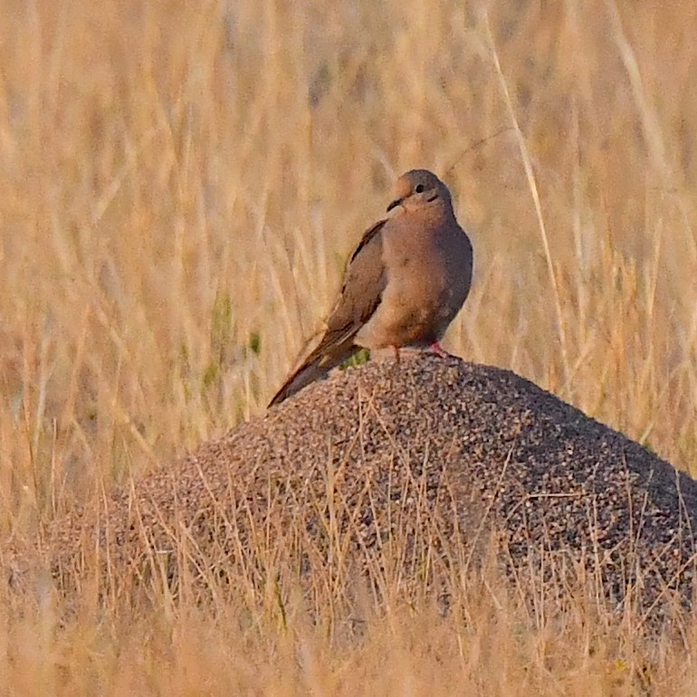 Mourning Dove - ML622944095