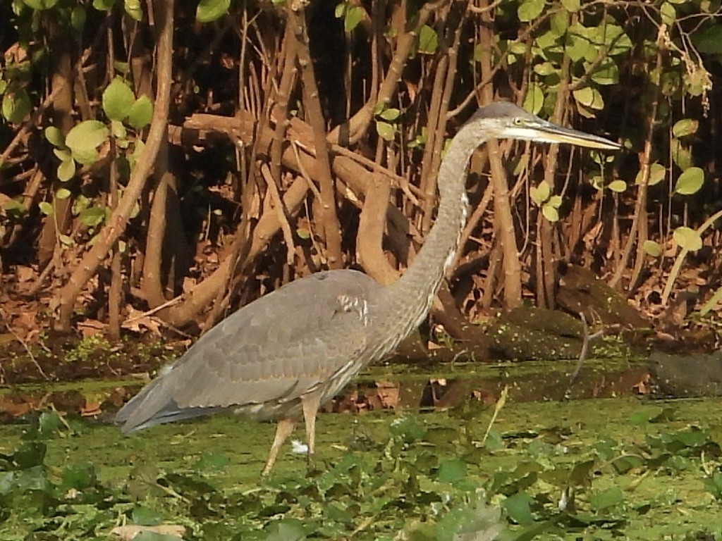 Great Blue Heron - ML622944105