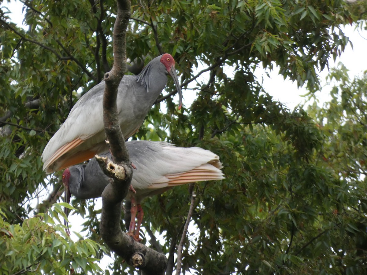 ibis čínský - ML622944158