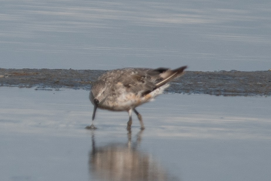 Red Knot - Ian Becker