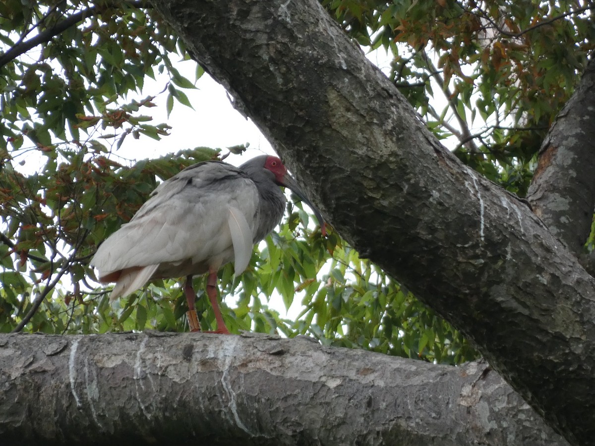 ibis čínský - ML622944199