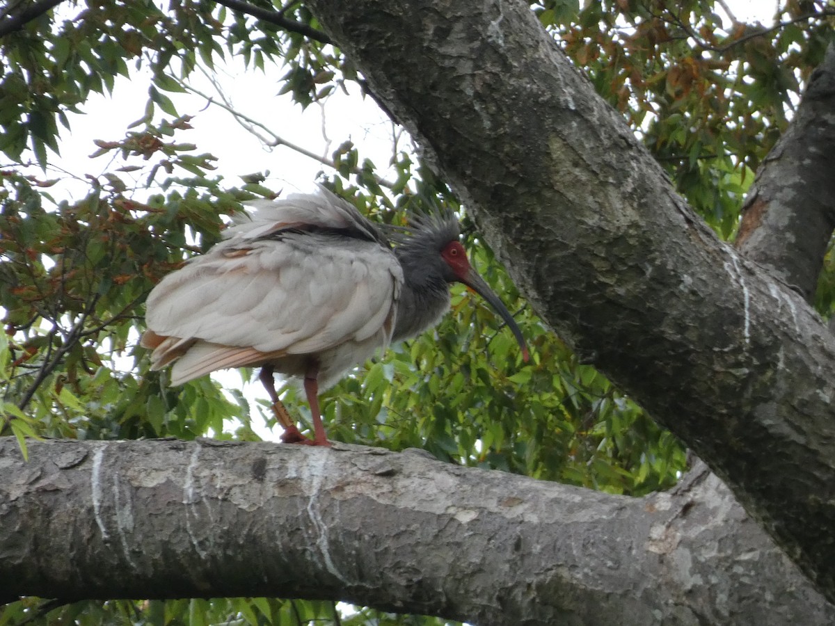 ibis čínský - ML622944206