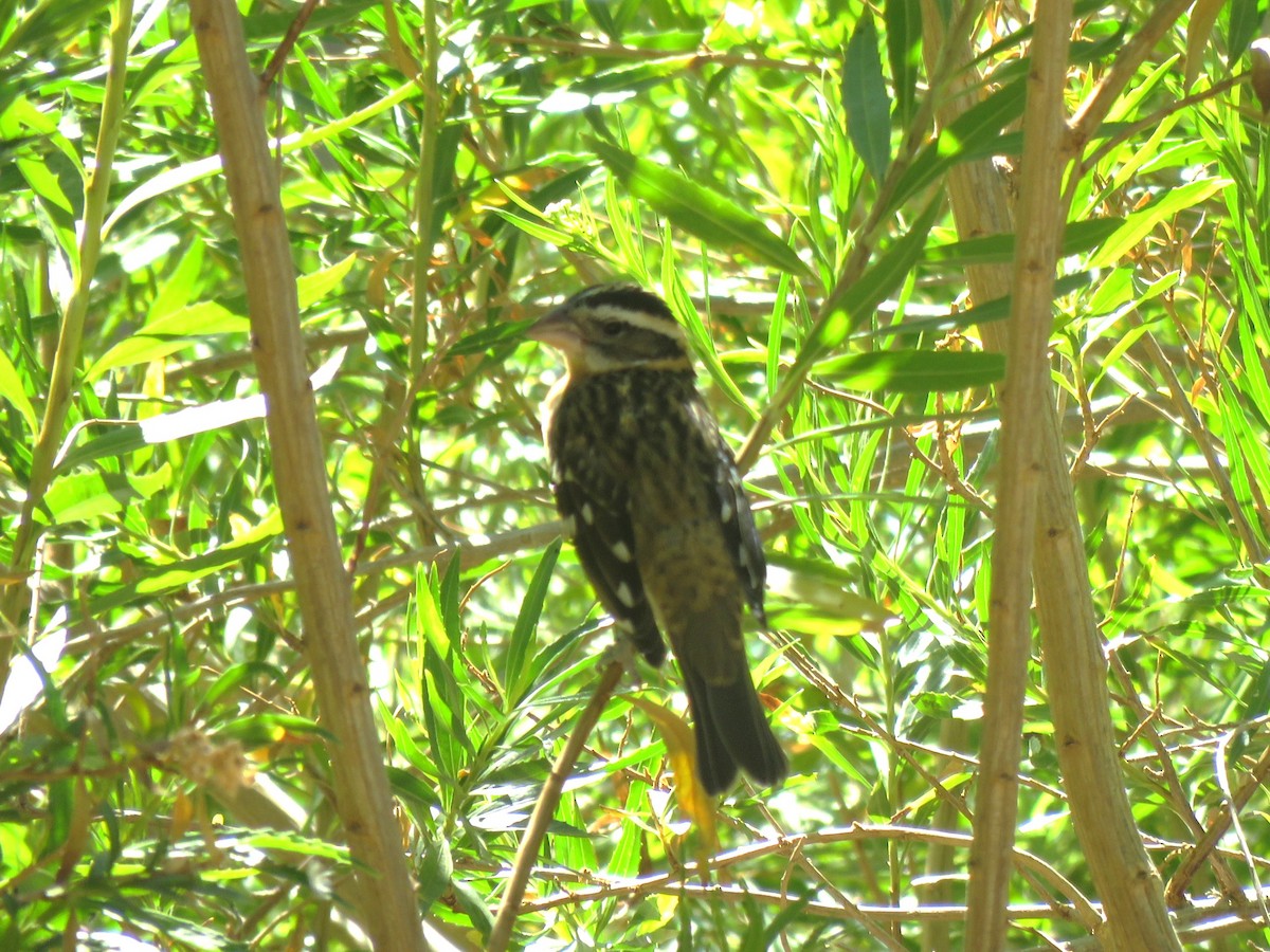 Black-headed Grosbeak - ML622944242