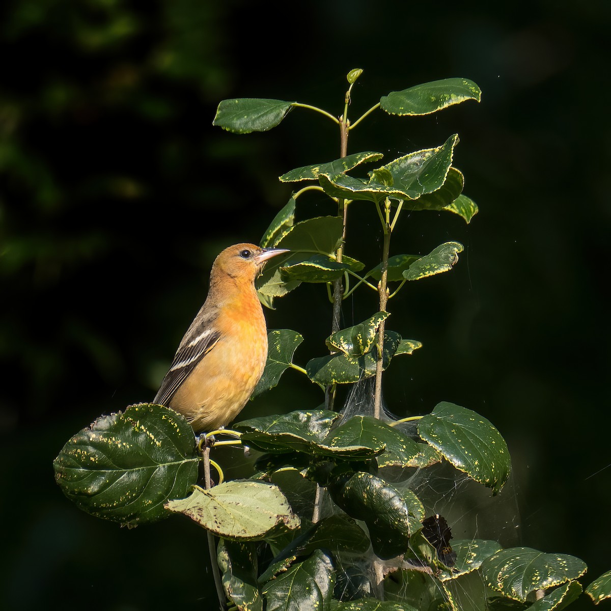 Oriole de Baltimore - ML622944249