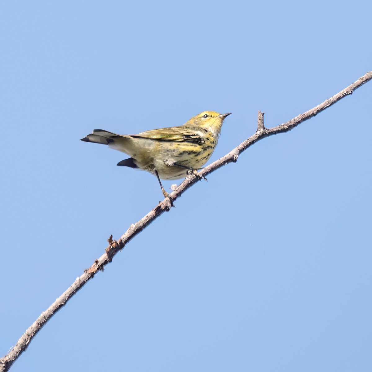 Cape May Warbler - ML622944271