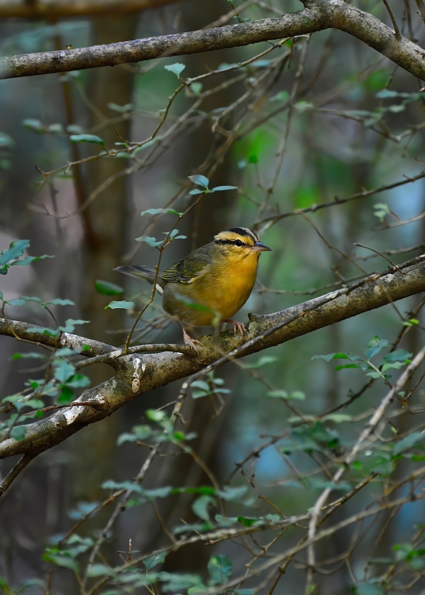 Worm-eating Warbler - Connor Gardner