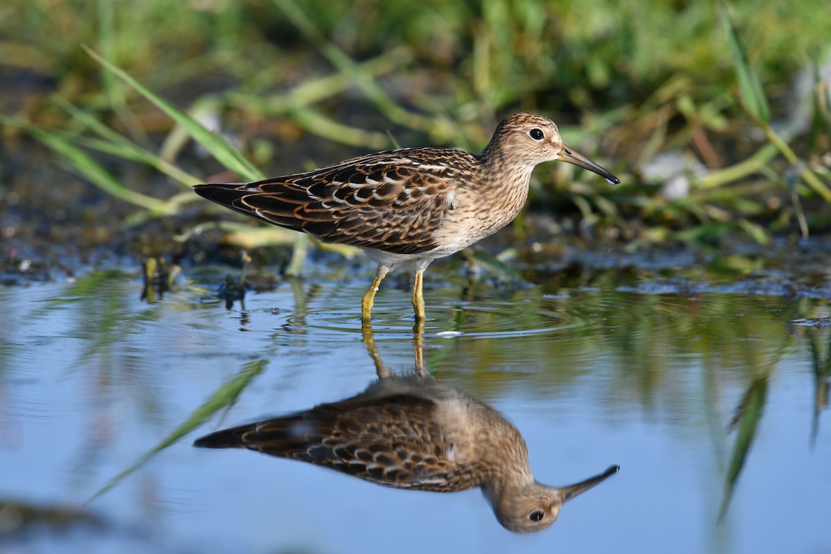 Pectoral Sandpiper - Feipeng Huang