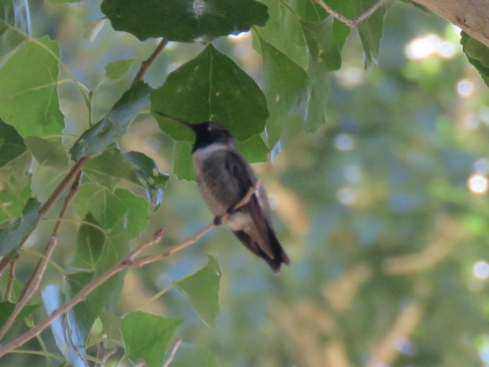 Colibrí Gorjinegro - ML622944394