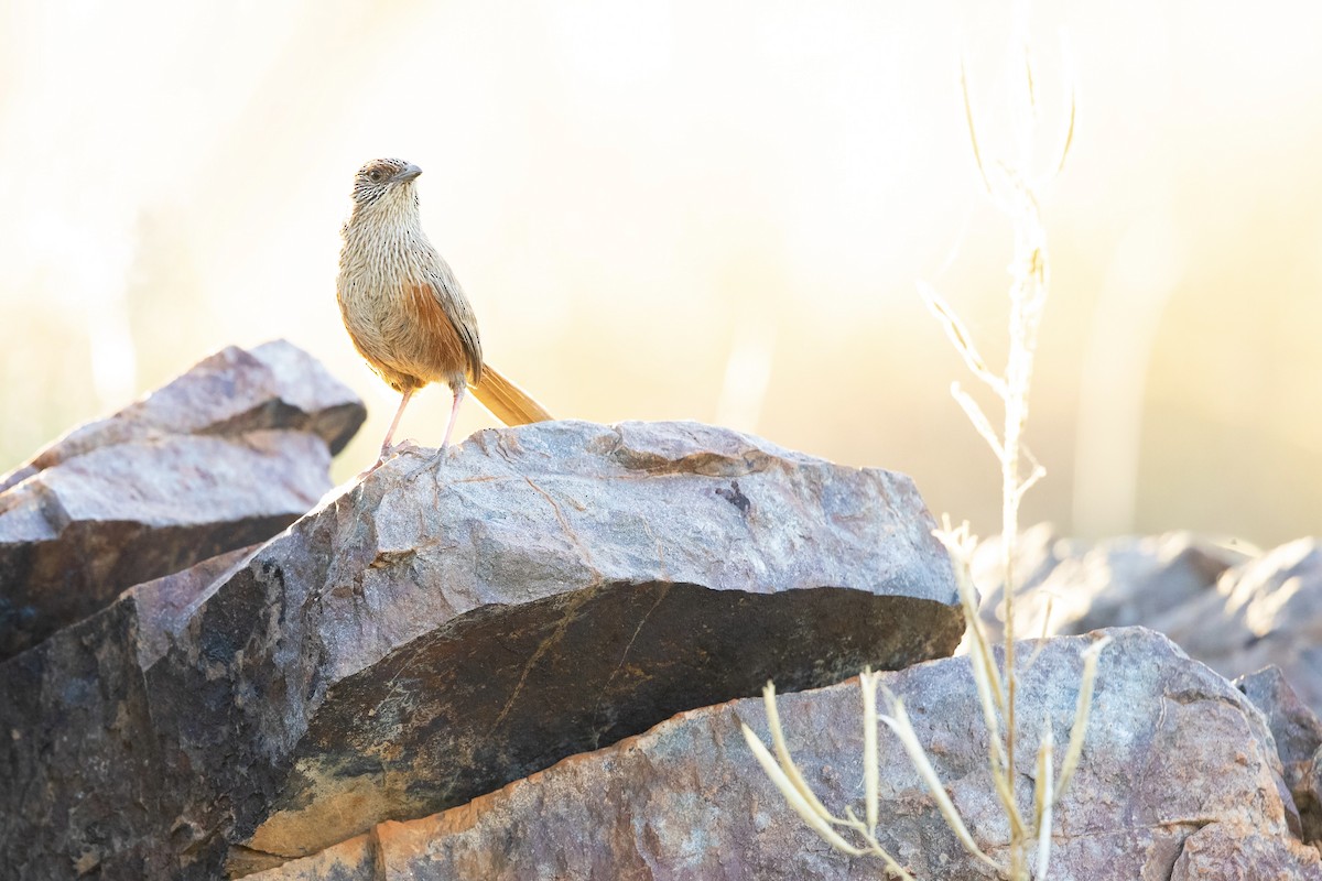 Kalkadoon Grasswren - ML622944427