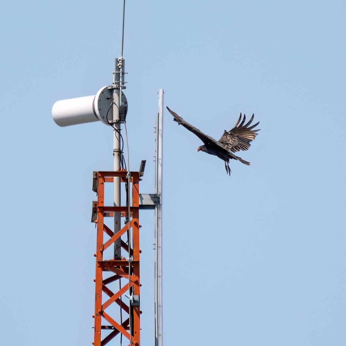 Turkey Vulture - ML622944440