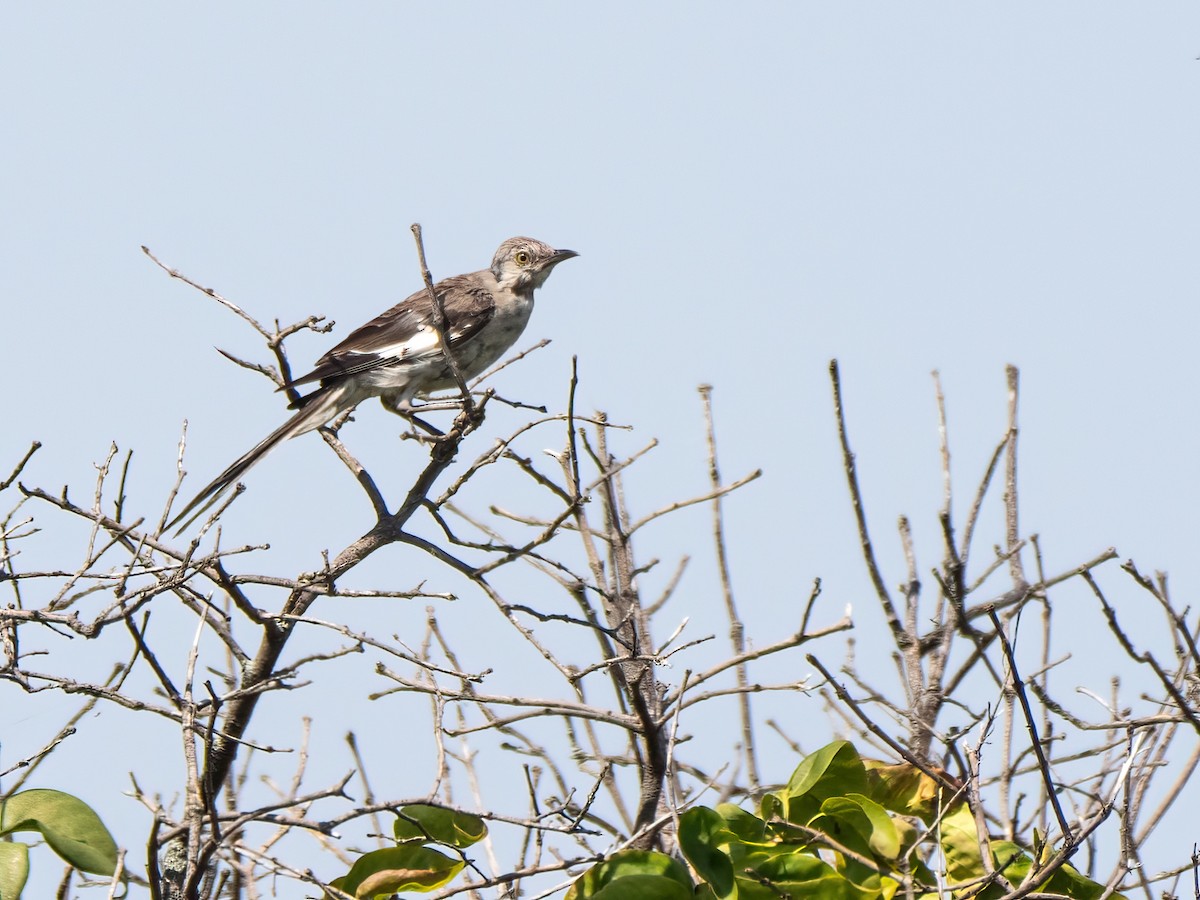 Northern Mockingbird - ML622944464