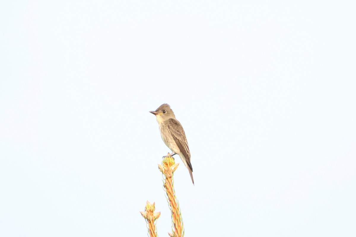 Olive-sided Flycatcher - ML622944473