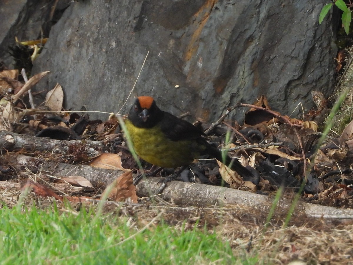 Black-faced Brushfinch - ML622944490