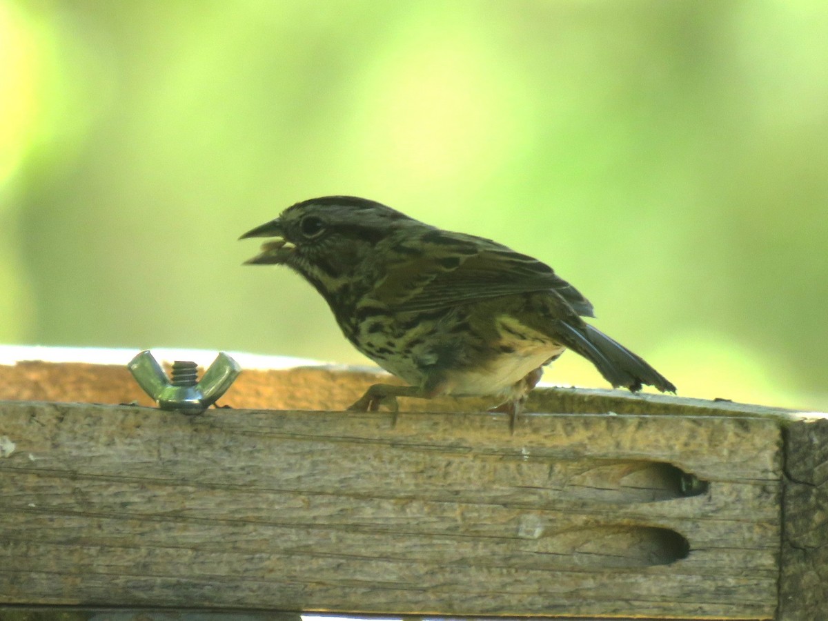 Song Sparrow - ML622944497