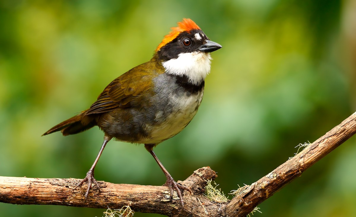 Chestnut-capped Brushfinch - Mike Melton