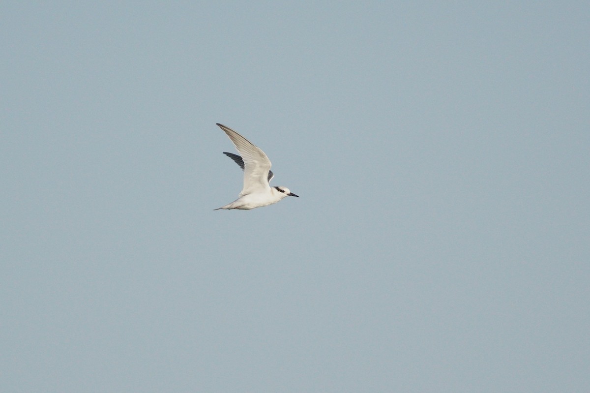 Least Tern - Dana Siefer