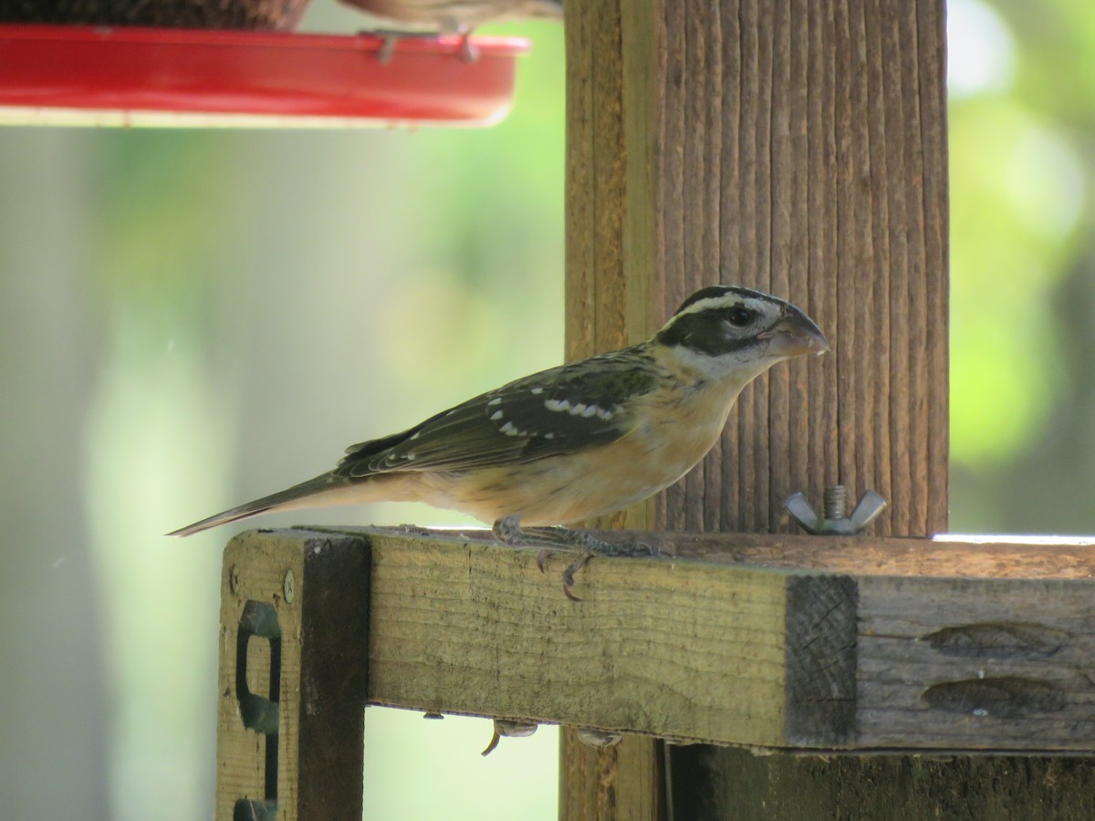 Black-headed Grosbeak - Calvin Hardcastle