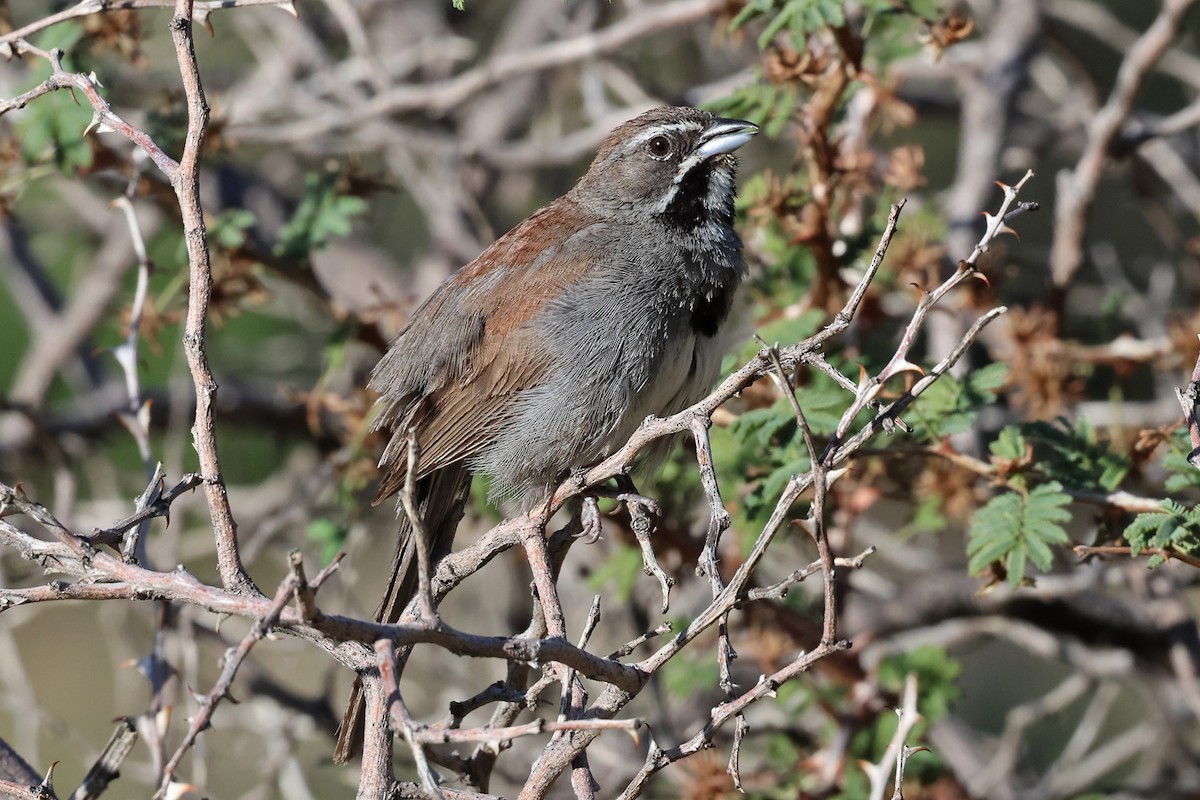 Five-striped Sparrow - Richard Fray