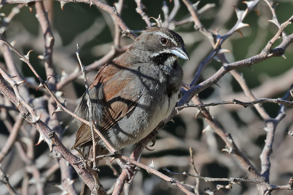 Five-striped Sparrow - Richard Fray