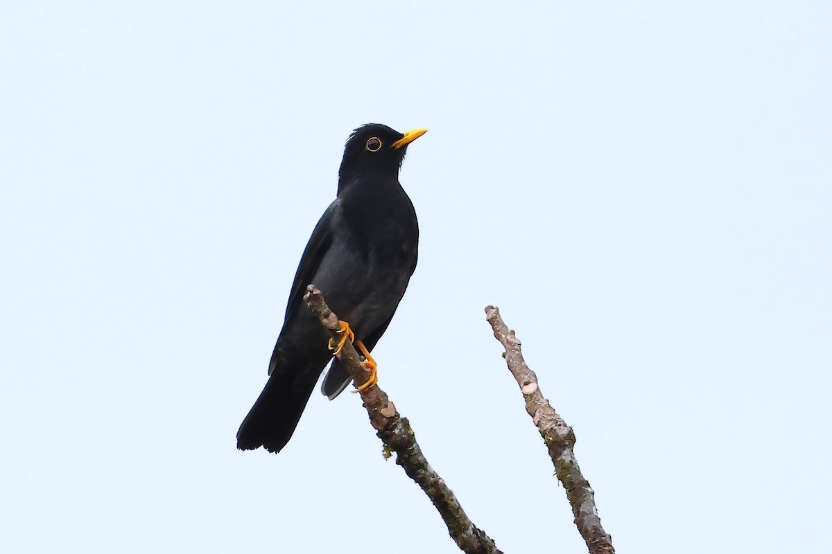 Yellow-legged Thrush - ML622944604