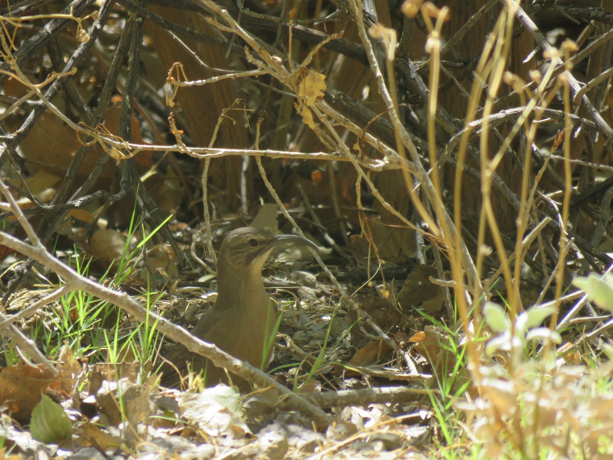 California Thrasher - ML622944617