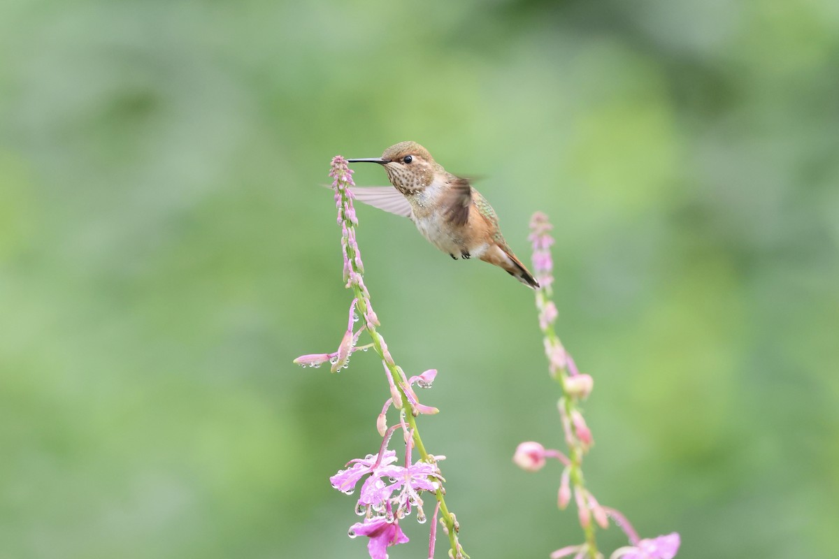 Rufous Hummingbird - ML622944758