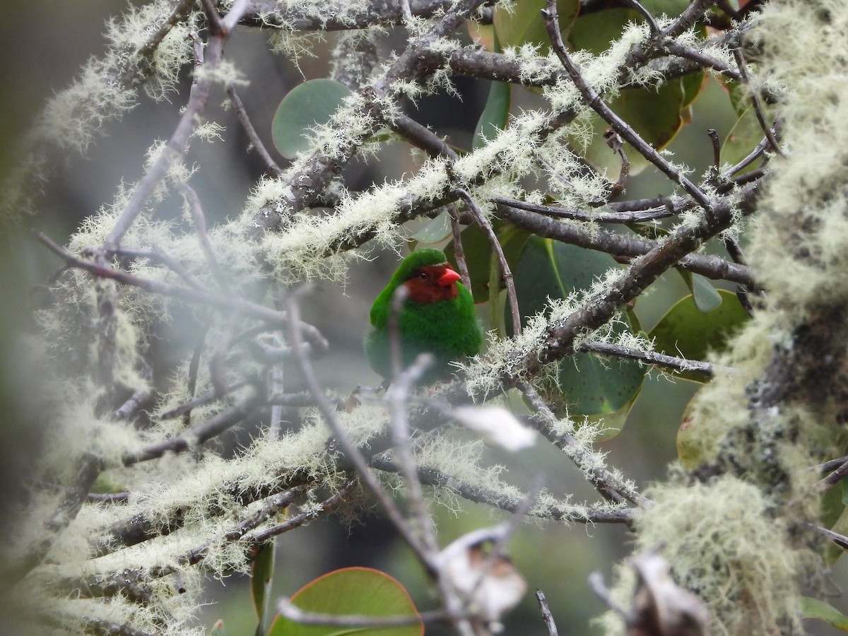 Grass-green Tanager - ML622944858