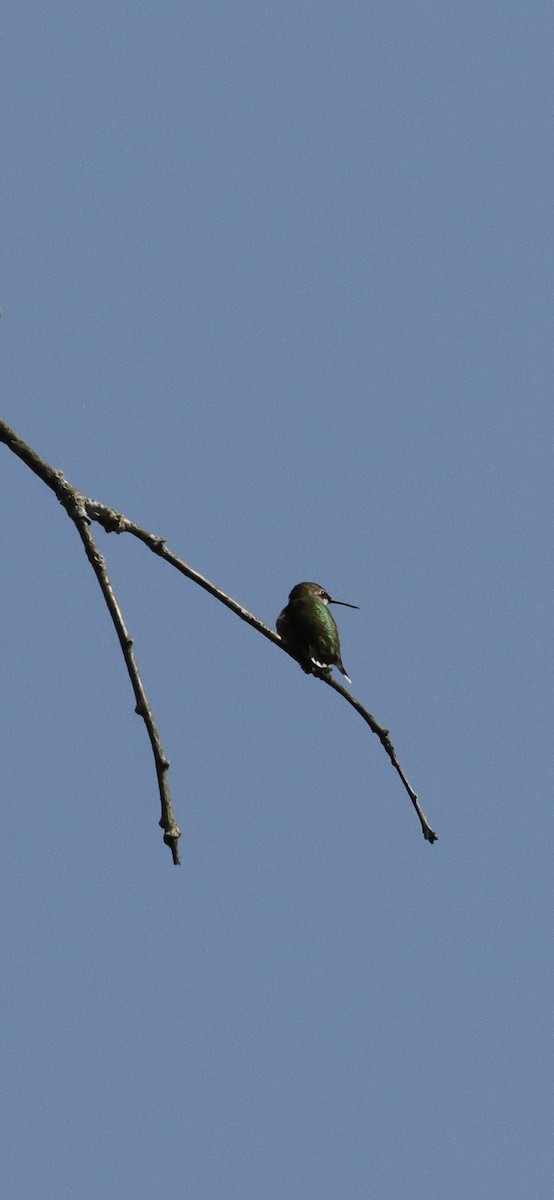 Ruby-throated Hummingbird - ML622944885