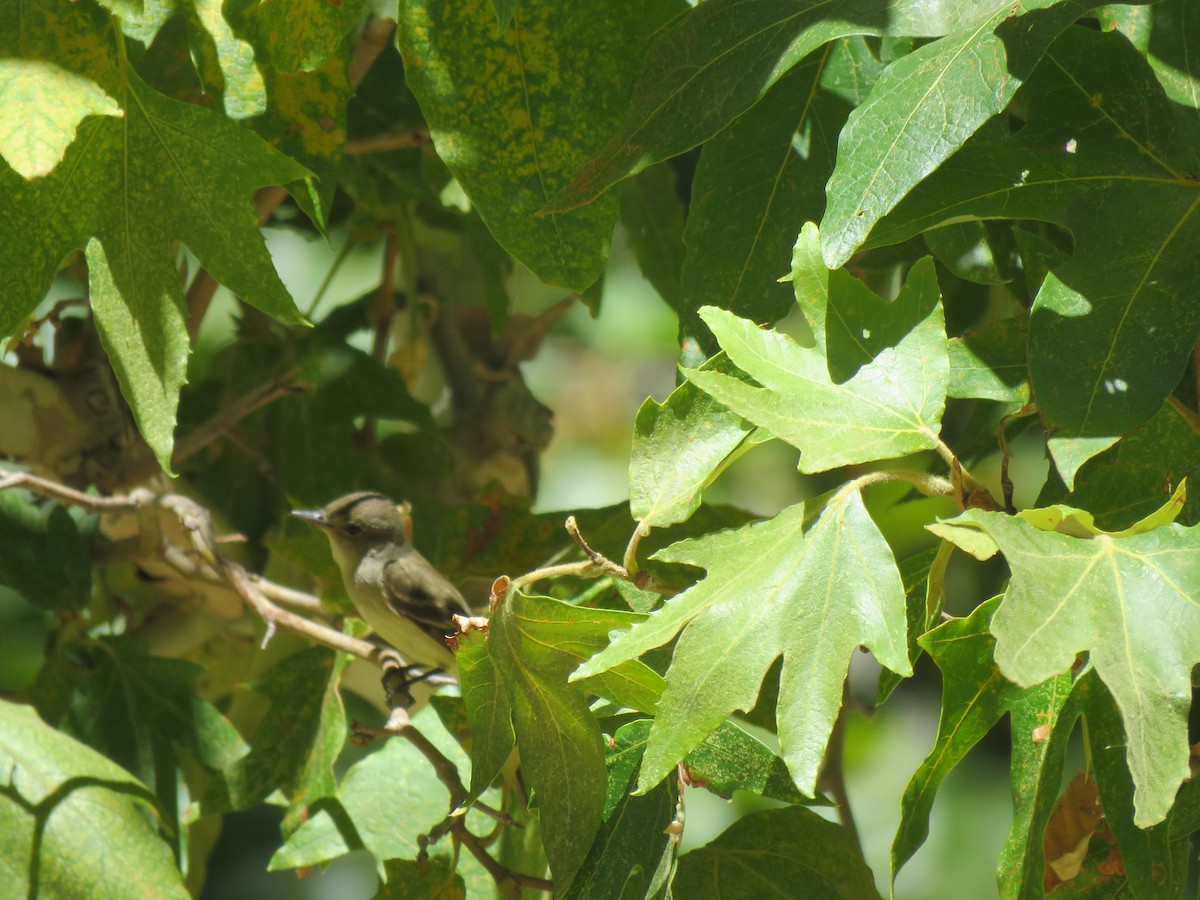 Willow Flycatcher - ML622944961