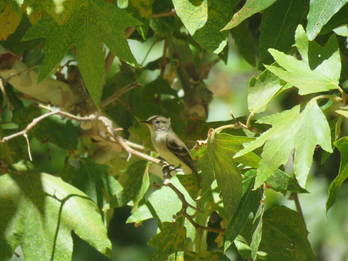 Willow Flycatcher - Calvin Hardcastle