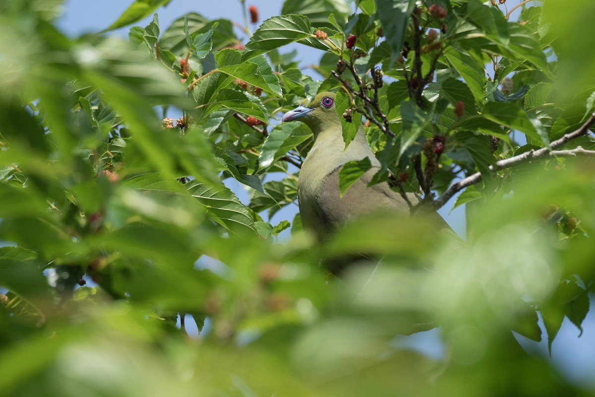 Whistling Green-Pigeon (Ryukyu) - ML622945048