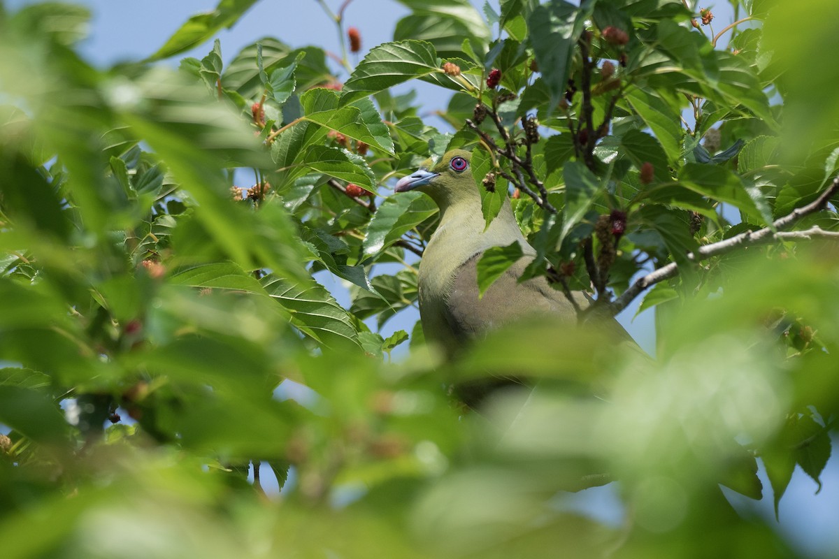 Whistling Green-Pigeon (Ryukyu) - ML622945049