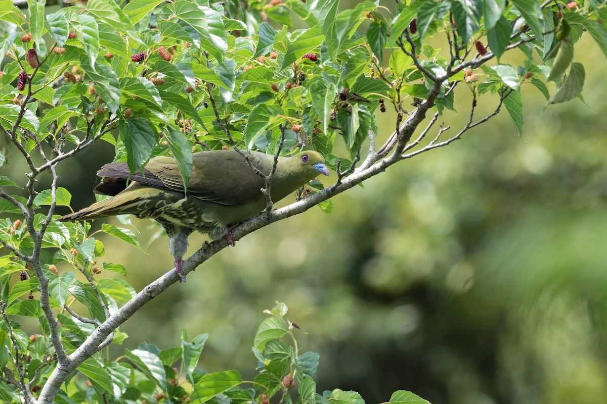 Whistling Green-Pigeon (Ryukyu) - ML622945050