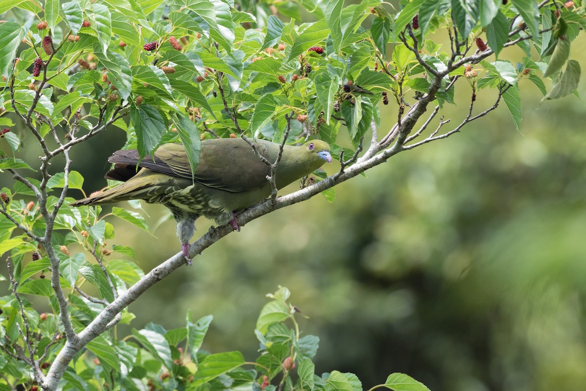 Whistling Green-Pigeon (Ryukyu) - ML622945064