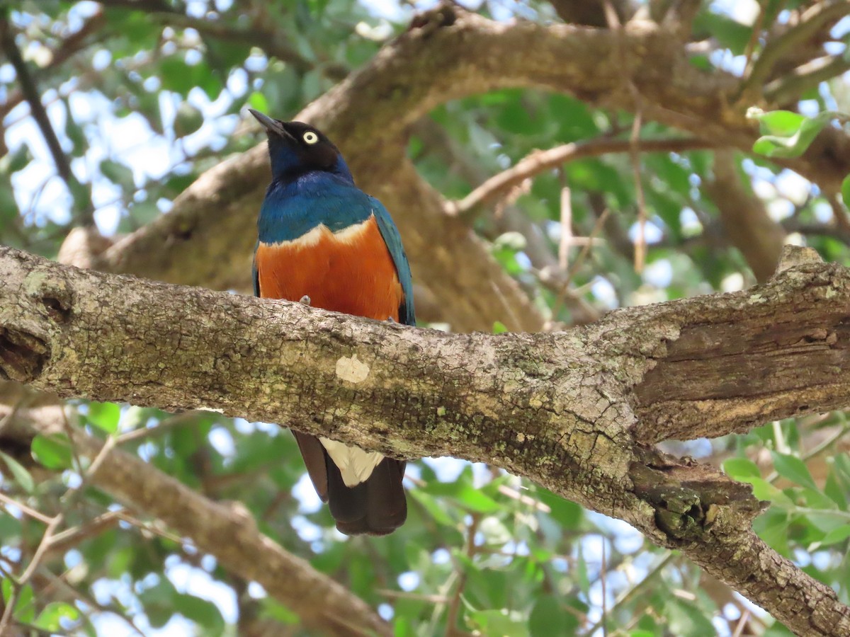 Superb Starling - ML622945074