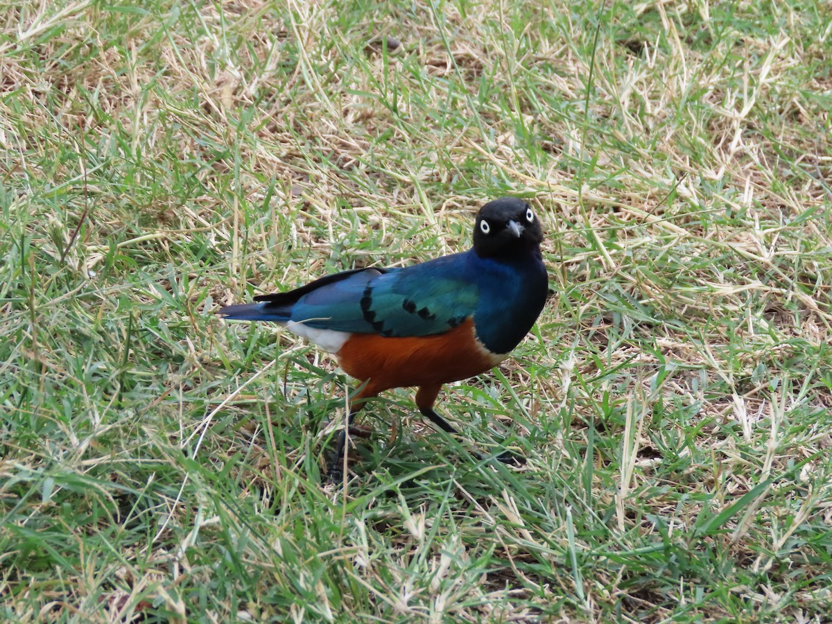 Superb Starling - ML622945076