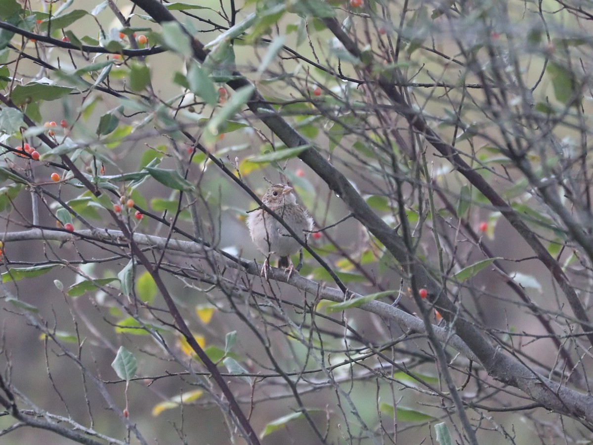 Henslow's Sparrow - ML622945102