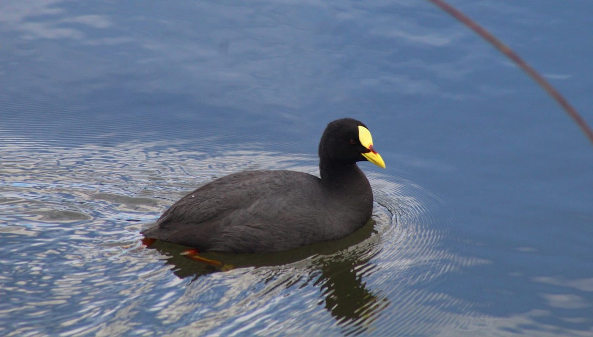 Red-gartered Coot - ML622945108