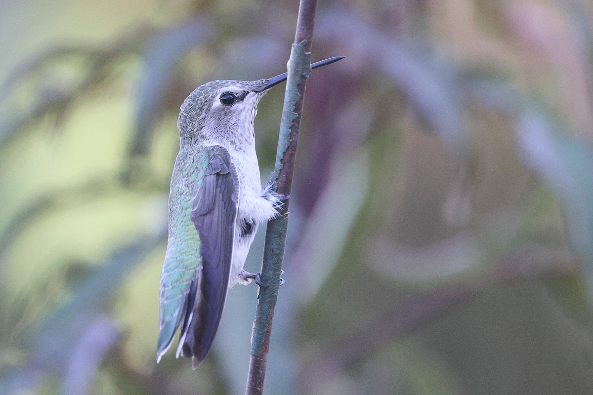 Costa's Hummingbird - ML622945110