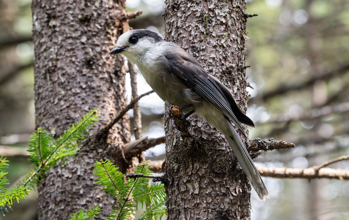 Canada Jay - ML622945302