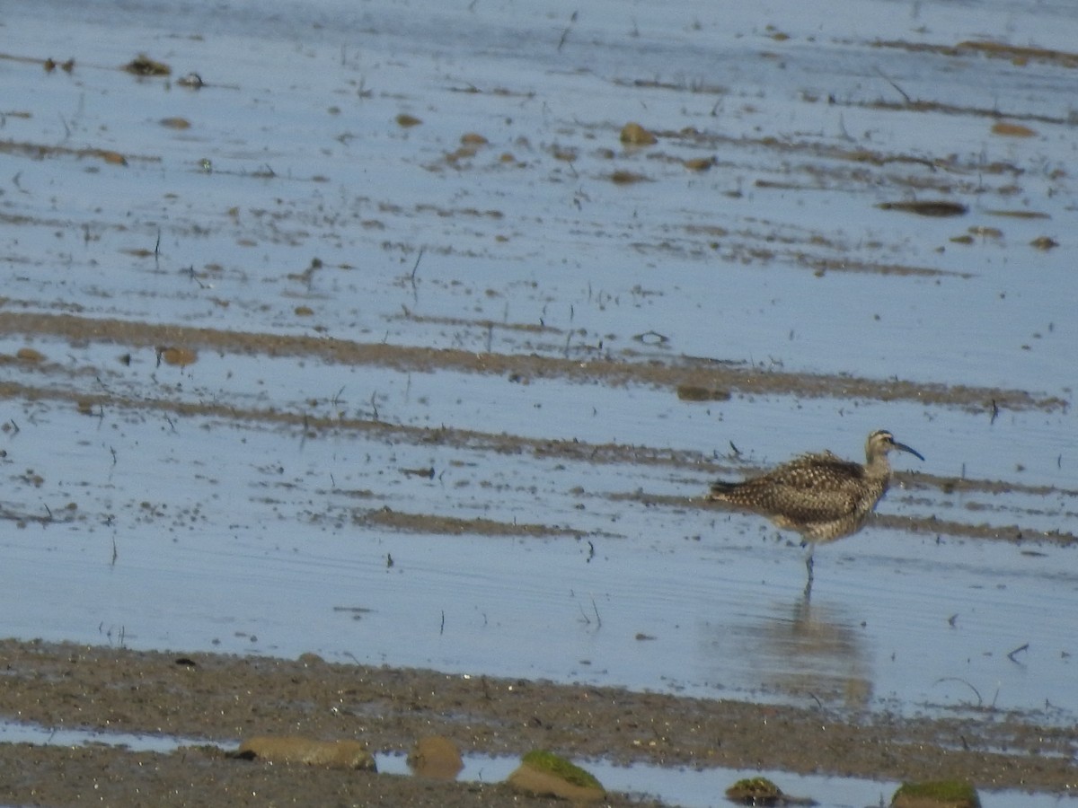 Whimbrel - Lucette lyons