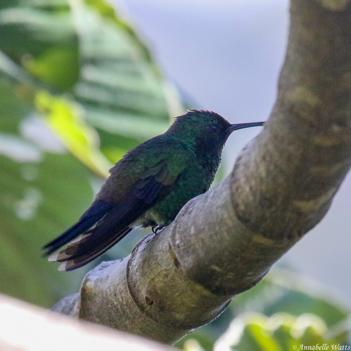 Blue-vented Hummingbird - ML622945382