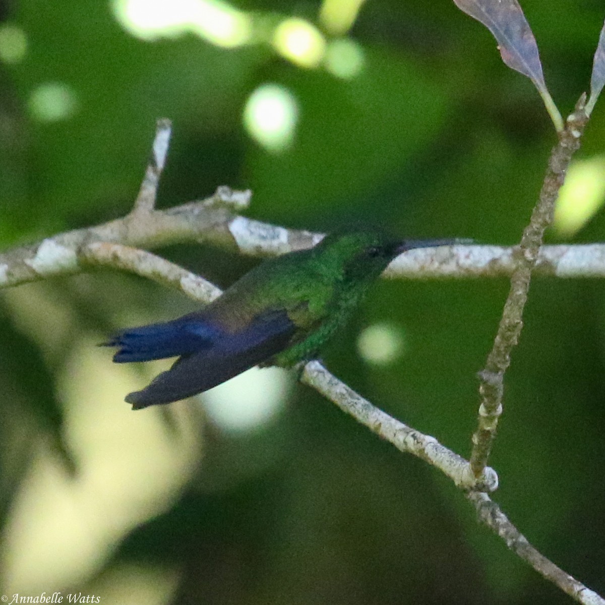 Blue-vented Hummingbird - ML622945386