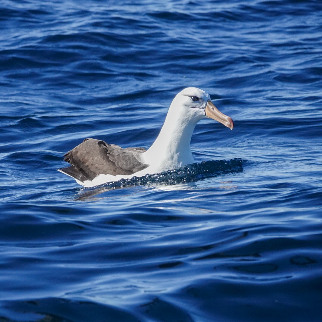 Black-browed Albatross - ML622945397