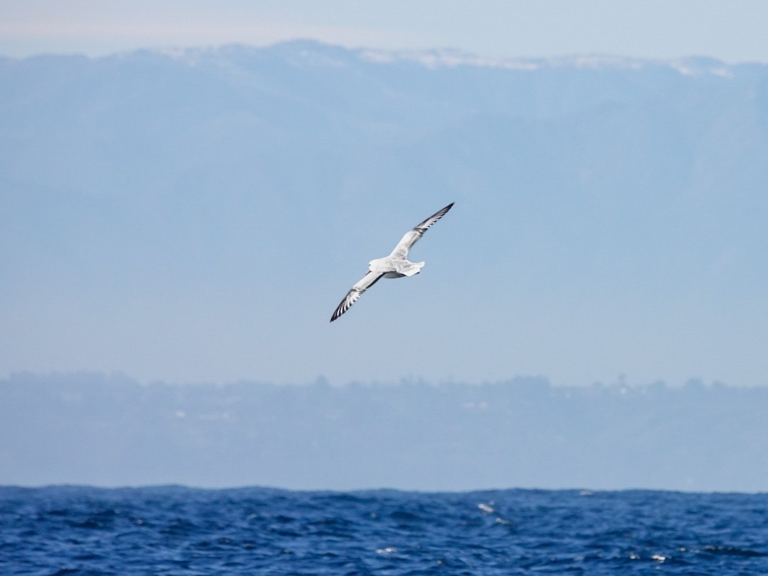 Southern Fulmar - ML622945402