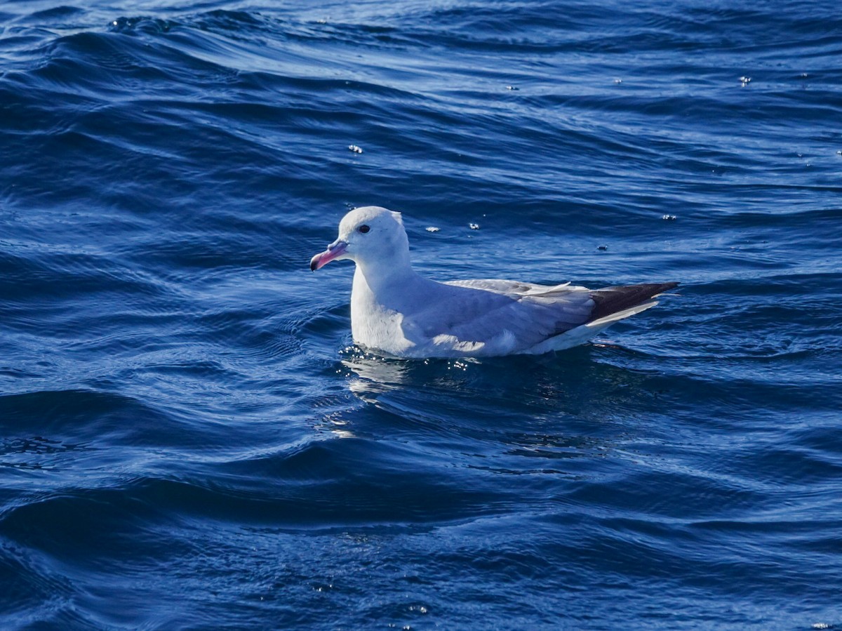 Southern Fulmar - ML622945413