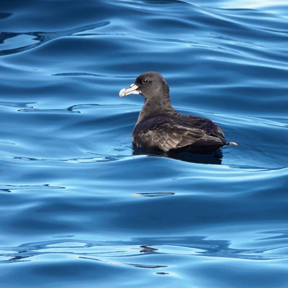 White-chinned Petrel - ML622945420