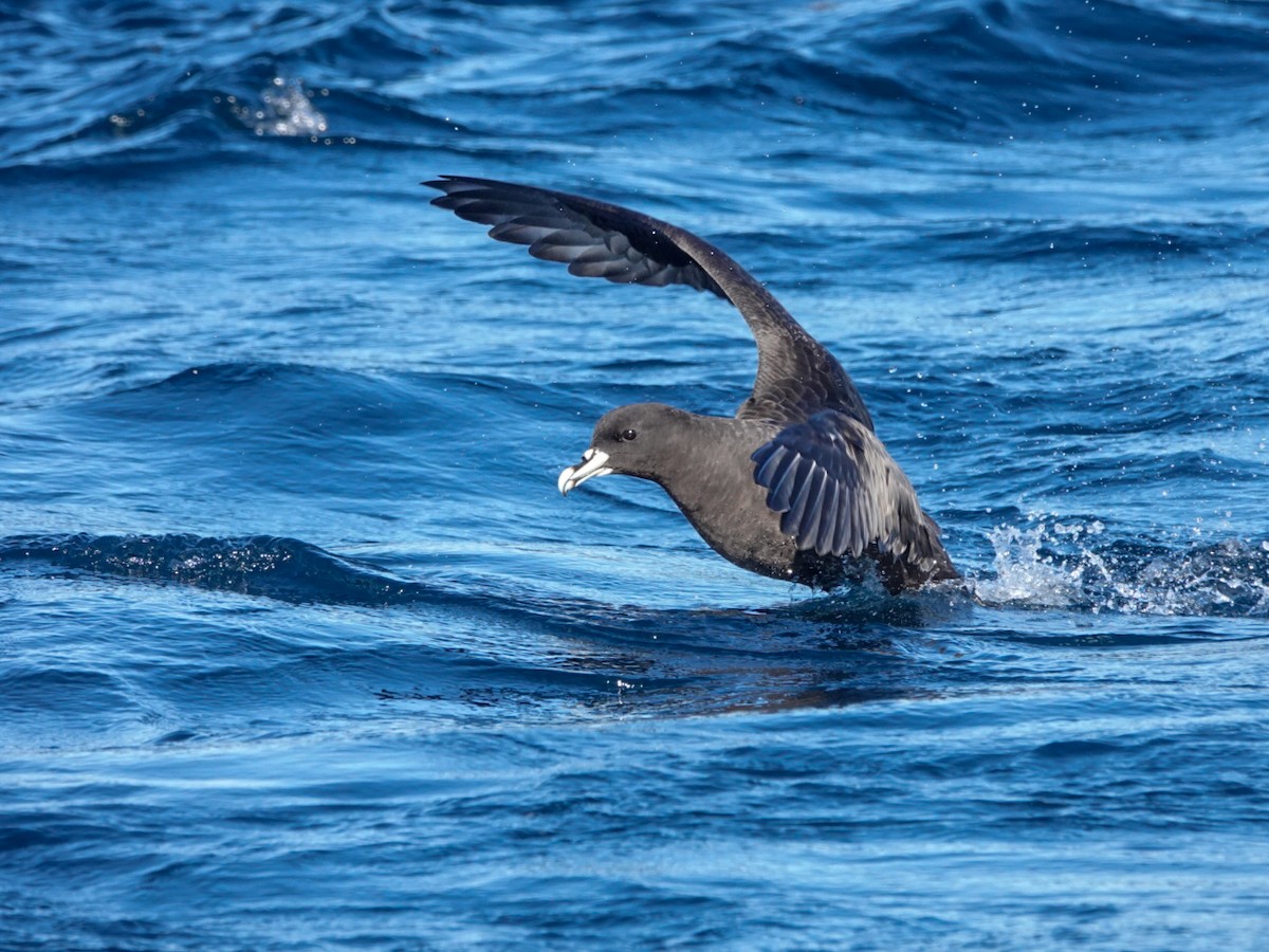 White-chinned Petrel - ML622945428