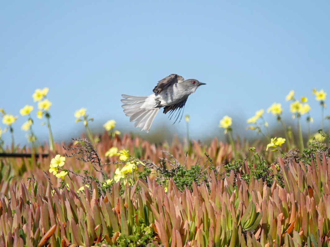 Fire-eyed Diucon - ML622945457